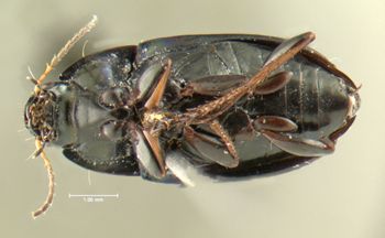 Media type: image;   Entomology 614252 Aspect: habitus ventral view